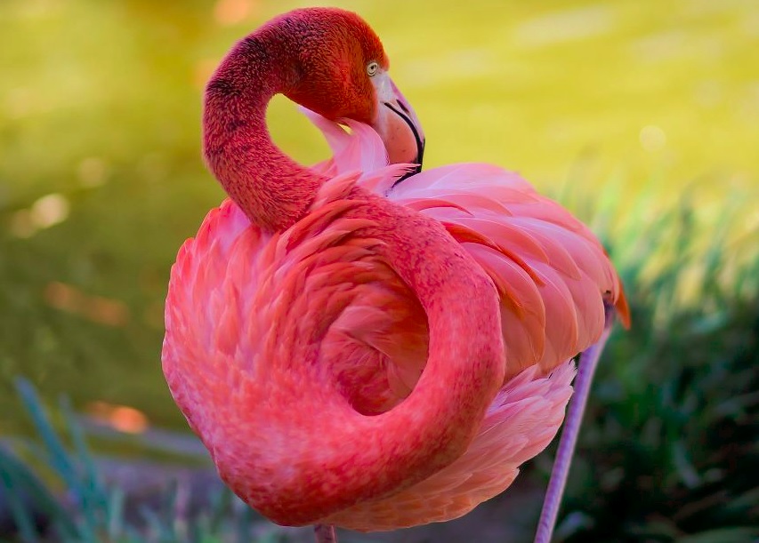 Os flamingos têm penas rosadas ou alaranjadas devido aos carotenóides, que são os pigmentos naturais presentes nos alimentos que comem, como crustáceos, algas e plâncton.