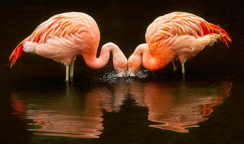 Os flamingos têm penas rosadas ou alaranjadas devido aos carotenóides, que são os pigmentos naturais presentes nos alimentos que comem, como crustáceos, algas e plâncton.
