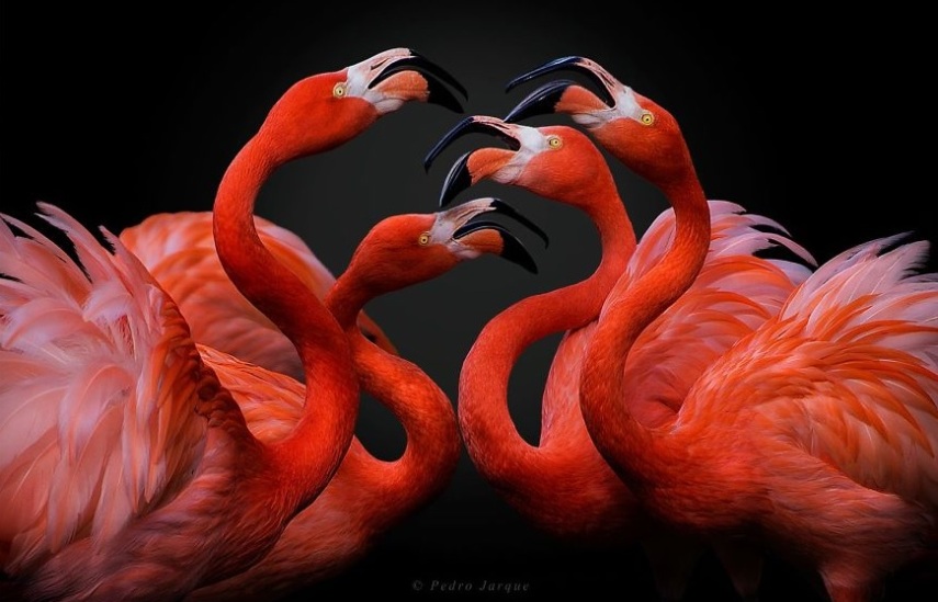 Os flamingos têm penas rosadas ou alaranjadas devido aos carotenóides, que são os pigmentos naturais presentes nos alimentos que comem, como crustáceos, algas e plâncton.