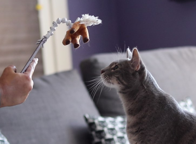 Acessório inteligente para telefone ajuda a capturar retratos de animais de estimação