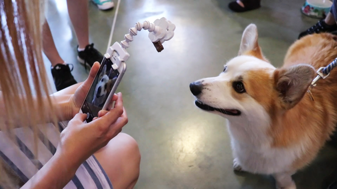 Acessório inteligente para telefone ajuda a capturar retratos de animais de estimação