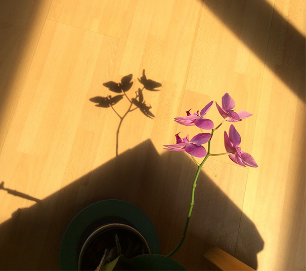 Sombras que vão fazer você olhar duas vezes para estas imagens