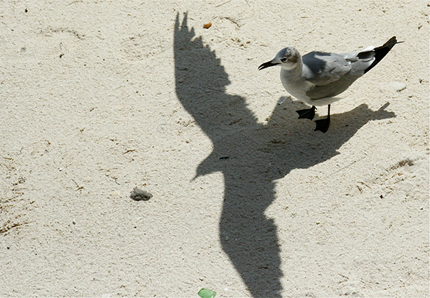 Sombras que vão fazer você olhar duas vezes para estas imagens