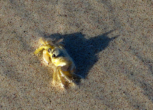 Sombras que vão fazer você olhar duas vezes para estas imagens