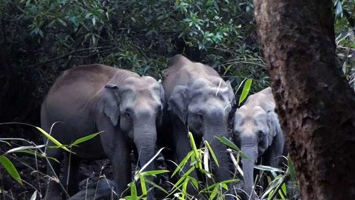 Pamela Gale Malhotra e seu marido, Anil Malhotra, são donos do Sai Sanctuary. Eles vem replantando e protegendo a floresta desde sua fundação em 1991. Quando compraram a terra, tudo estava destruído. Hoje, são 121 hectares de floresta e é a casa de mais de 200 espécies de plantas que estão ameaçadas globalmente, além de muitos animais, incluindo elefantes e tigres de bengala