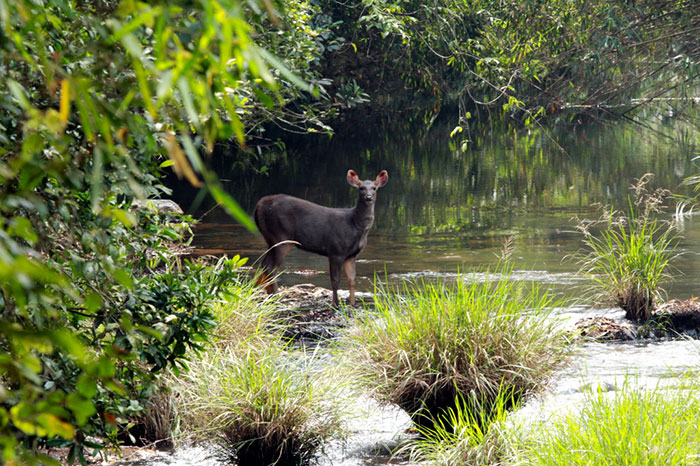 Pamela Gale Malhotra e seu marido, Anil Malhotra, são donos do Sai Sanctuary. Eles vem replantando e protegendo a floresta desde sua fundação em 1991. Quando compraram a terra, tudo estava destruído. Hoje, são 121 hectares de floresta e é a casa de mais de 200 espécies de plantas que estão ameaçadas globalmente, além de muitos animais, incluindo elefantes e tigres de bengala