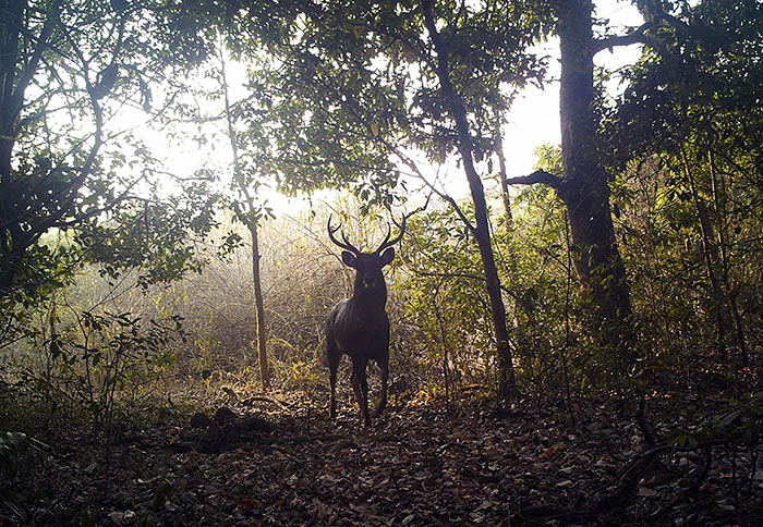 Pamela Gale Malhotra e seu marido, Anil Malhotra, são donos do Sai Sanctuary. Eles vem replantando e protegendo a floresta desde sua fundação em 1991. Quando compraram a terra, tudo estava destruído. Hoje, são 121 hectares de floresta e é a casa de mais de 200 espécies de plantas que estão ameaçadas globalmente, além de muitos animais, incluindo elefantes e tigres de bengala