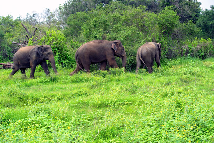 Pamela Gale Malhotra e seu marido, Anil Malhotra, são donos do Sai Sanctuary. Eles vem replantando e protegendo a floresta desde sua fundação em 1991. Quando compraram a terra, tudo estava destruído. Hoje, são 121 hectares de floresta e é a casa de mais de 200 espécies de plantas que estão ameaçadas globalmente, além de muitos animais, incluindo elefantes e tigres de bengala