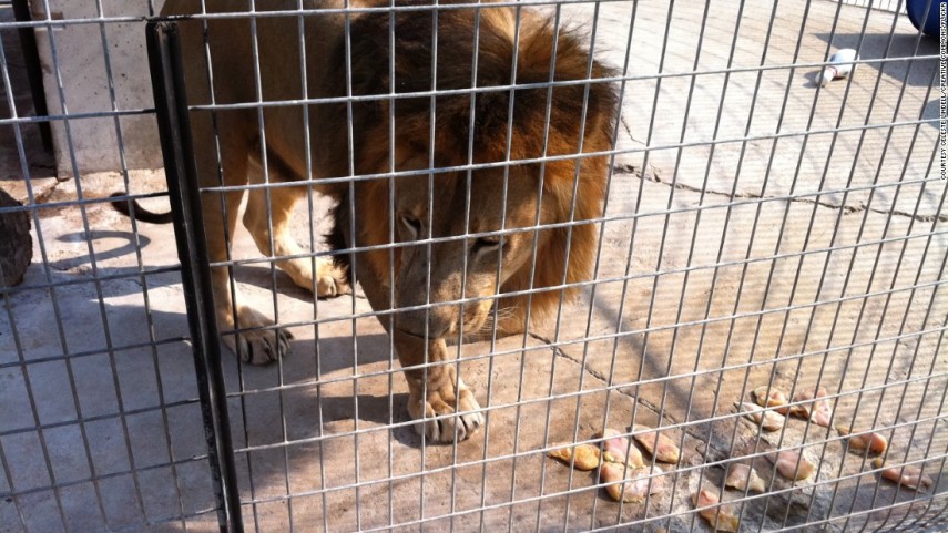 O Turpentine Creek é mais zoológico do que hotel. Os hóspedes podem alimentar leões, tigres, leopardos e pumas resgatados.