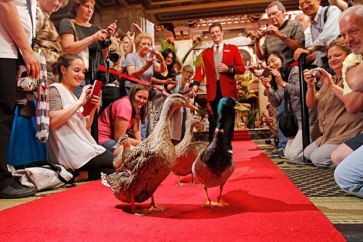Os patos são residentes ilustres no The Peabody. Por lá, uma cerimônia com direito a desfile das aves por um tapete vermelho é atração turística.