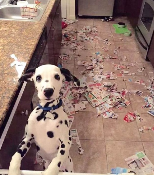 Esses cães que não têm a menor noção do estrago que causaram.