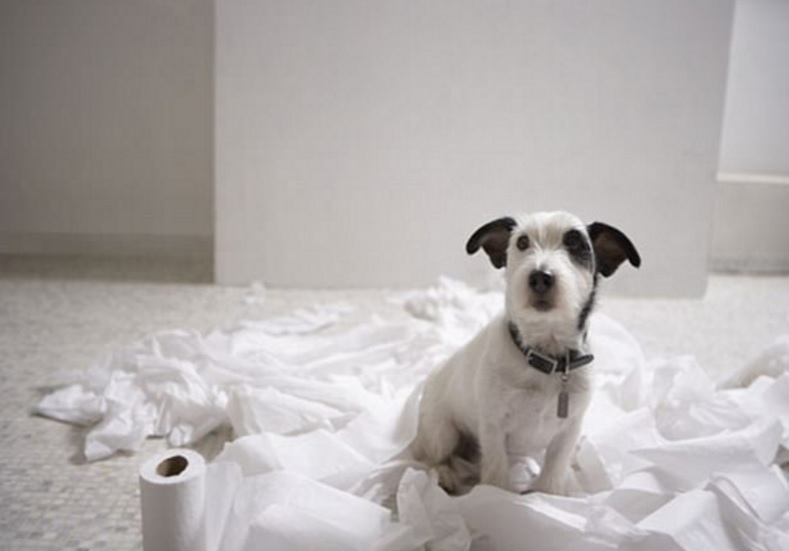 Esses cães que não têm a menor noção do estrago que causaram.