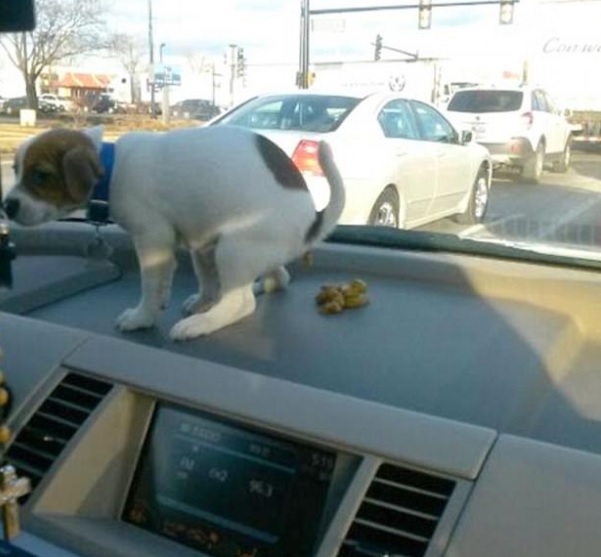 Esses cães que não têm a menor noção do estrago que causaram.