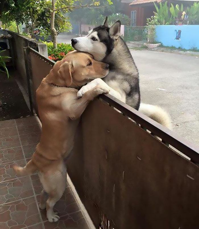 Husky deu escapulida para encontrar amigo que mora do outro lado da rua