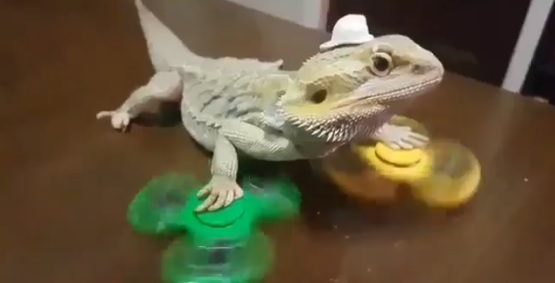 Até o lagarto entrou na onda