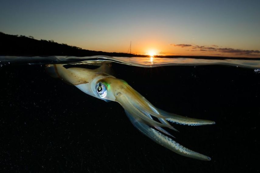 Concurso da National Geographic revela prévia de melhores fotos de natureza
