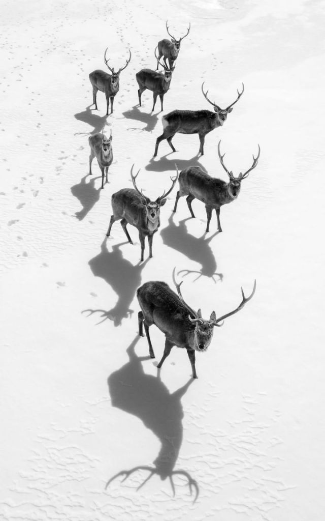 Concurso da National Geographic revela prévia de melhores fotos de natureza