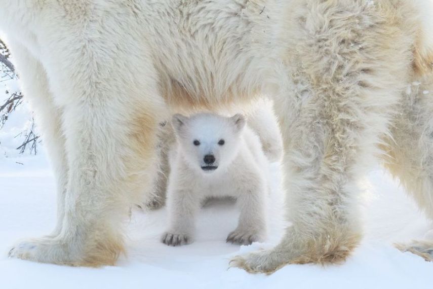 Concurso da National Geographic revela prévia de melhores fotos de natureza