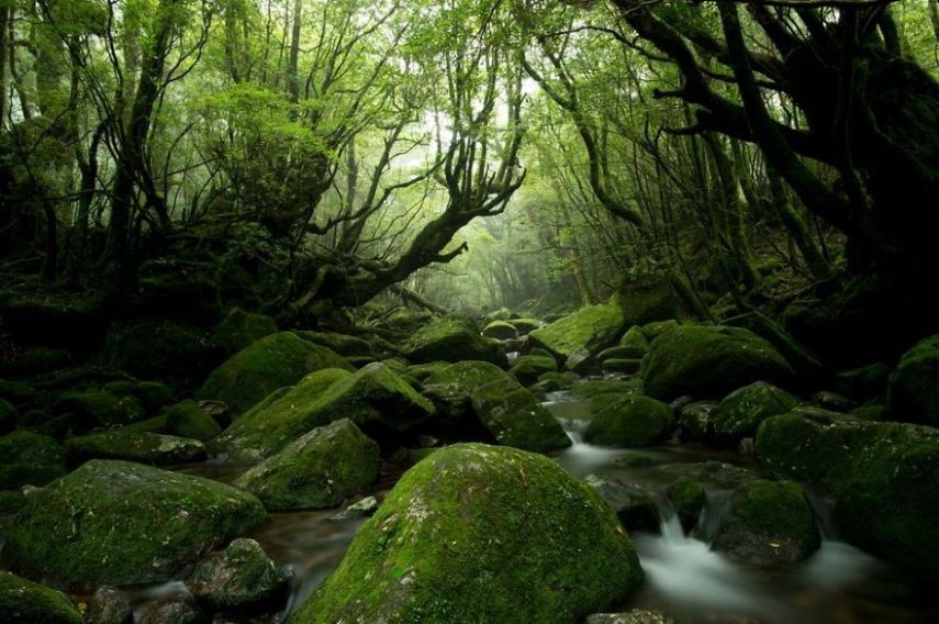 Concurso da National Geographic revela prévia de melhores fotos de natureza