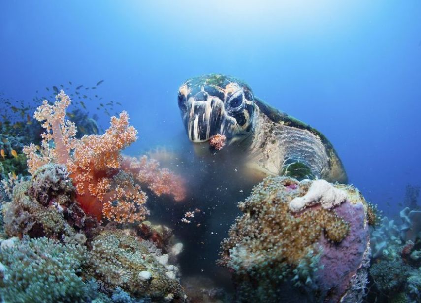 Concurso da National Geographic revela prévia de melhores fotos de natureza