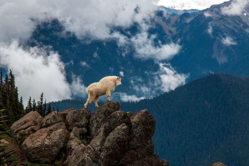 Concurso da National Geographic revela prévia de melhores fotos de natureza