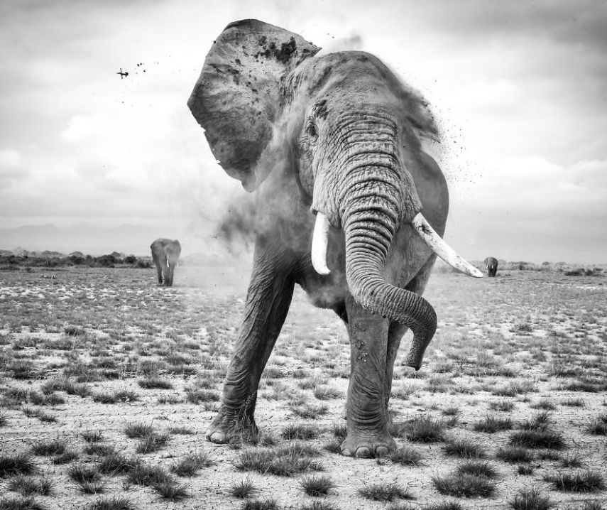 Concurso da National Geographic revela prévia de melhores fotos de natureza