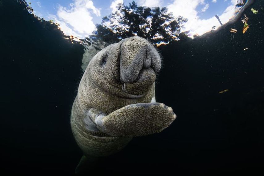 Concurso da National Geographic revela prévia de melhores fotos de natureza