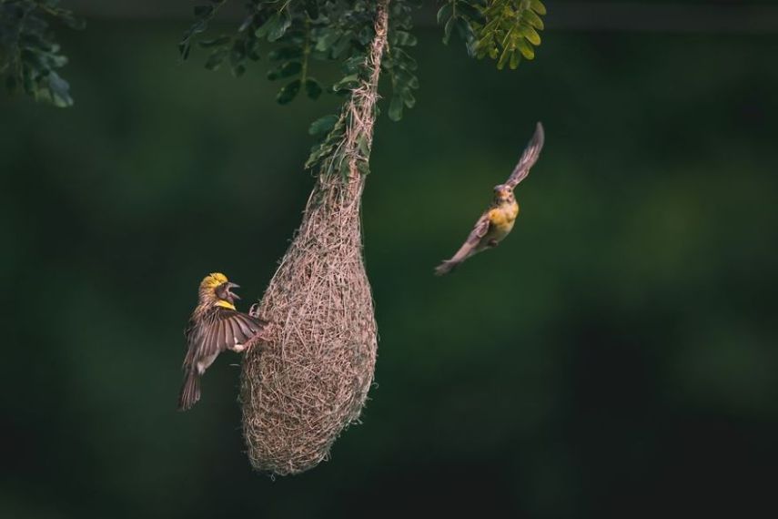 Concurso da National Geographic revela prévia de melhores fotos de natureza