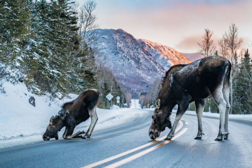 Concurso da National Geographic revela prévia de melhores fotos de natureza