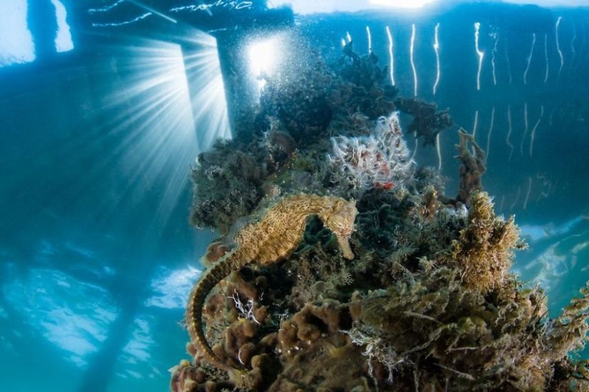 Concurso da National Geographic revela prévia de melhores fotos de natureza