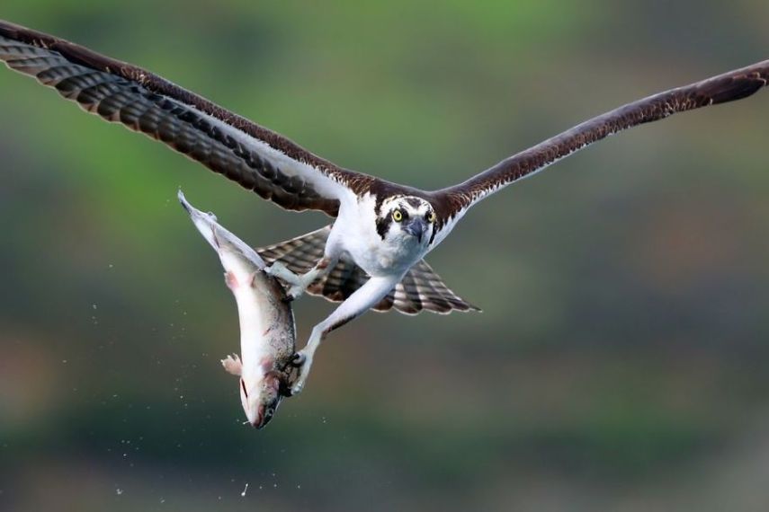 Concurso da National Geographic revela prévia de melhores fotos de natureza