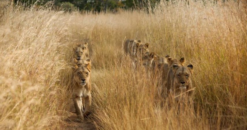 Concurso da National Geographic revela prévia de melhores fotos de natureza