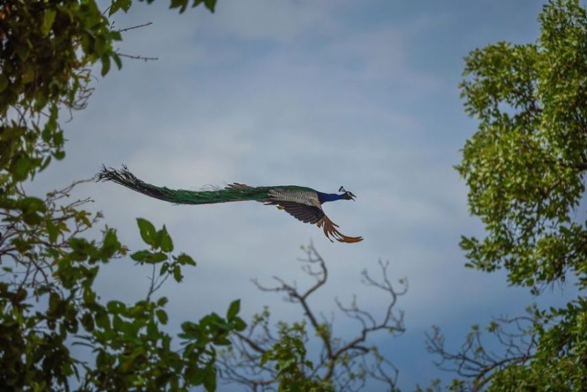Concurso da National Geographic revela prévia de melhores fotos de natureza