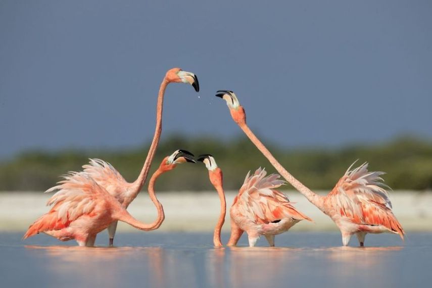 Concurso da National Geographic revela prévia de melhores fotos de natureza