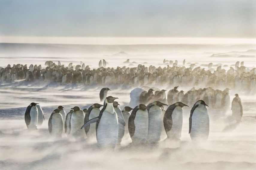 Concurso da National Geographic revela prévia de melhores fotos de natureza