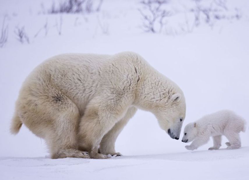 Concurso da National Geographic revela prévia de melhores fotos de natureza