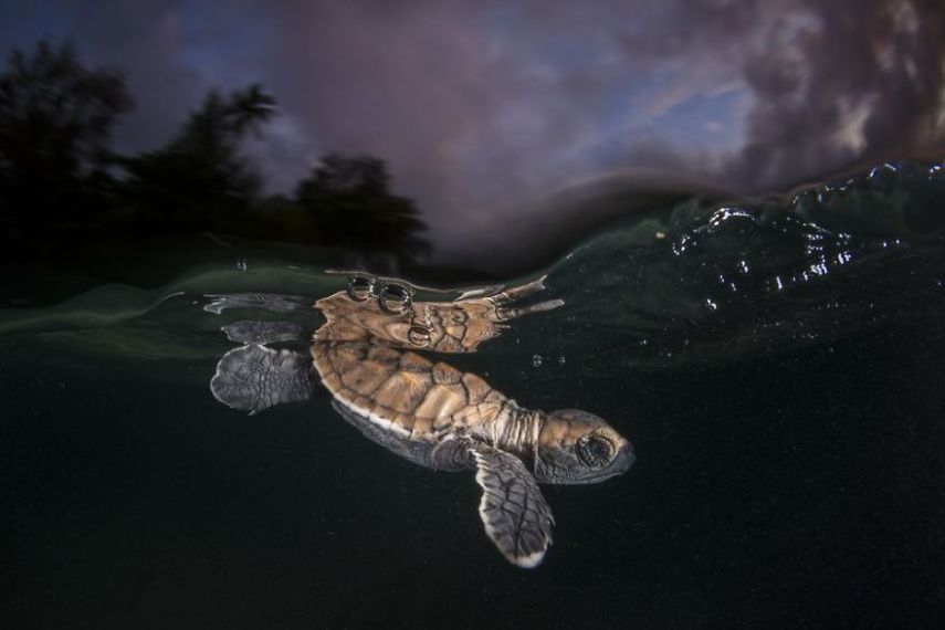 Concurso da National Geographic revela prévia de melhores fotos de natureza