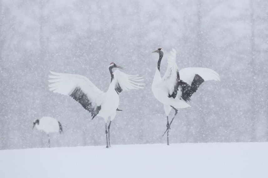 Concurso da National Geographic revela prévia de melhores fotos de natureza