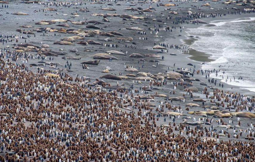 Concurso da National Geographic revela prévia de melhores fotos de natureza