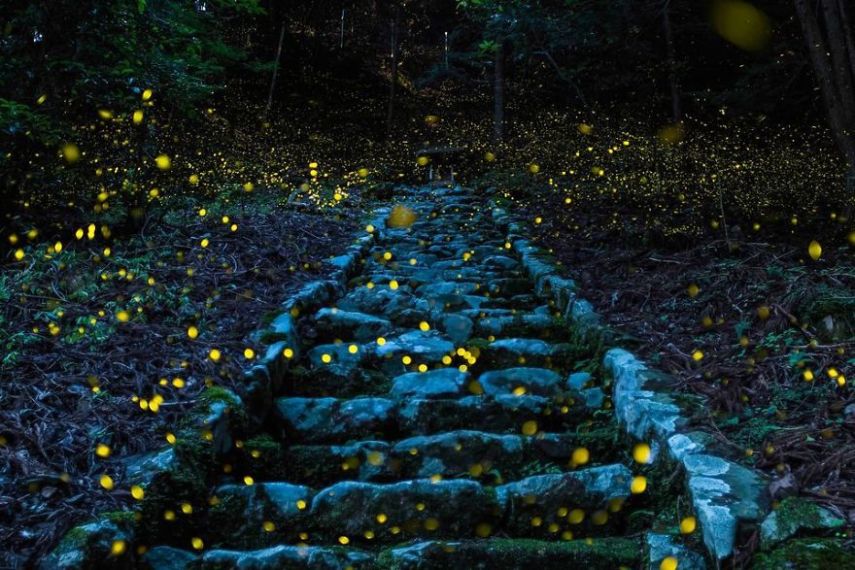 Concurso da National Geographic revela prévia de melhores fotos de natureza