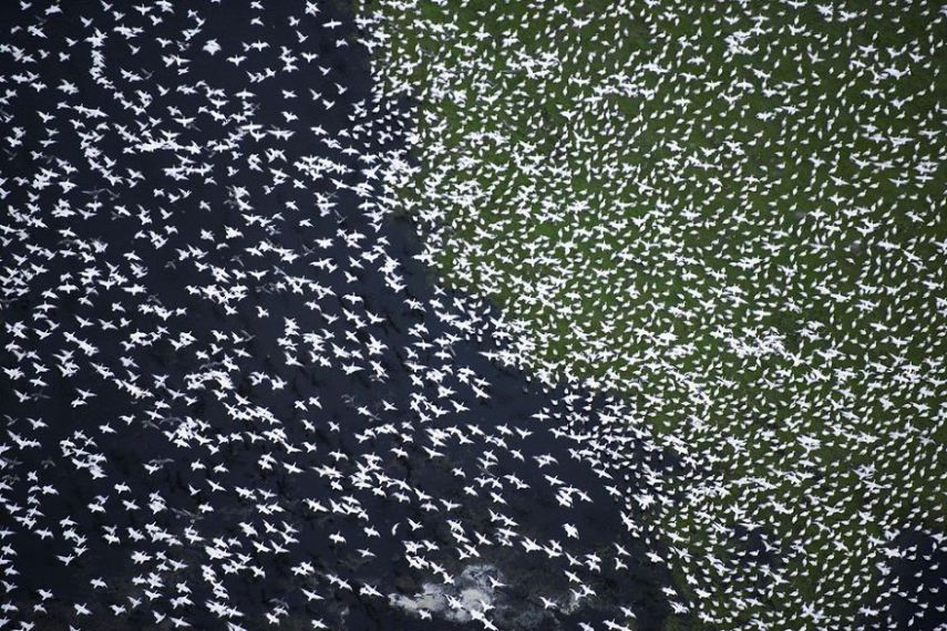Concurso da National Geographic revela prévia de melhores fotos de natureza