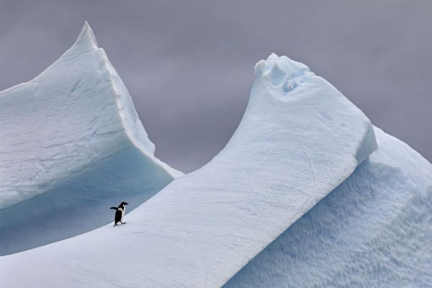 Concurso da National Geographic revela prévia de melhores fotos de natureza