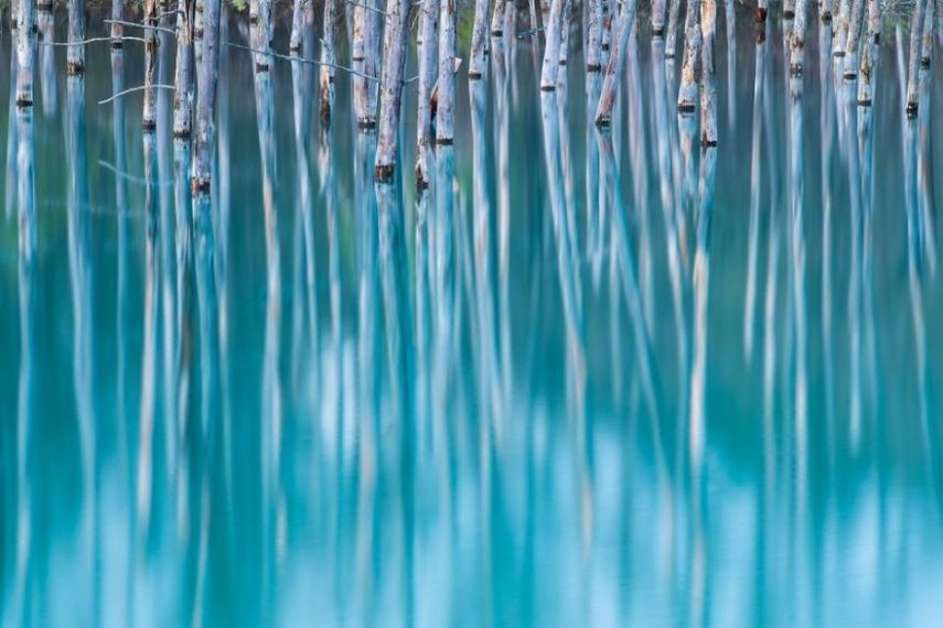 Concurso da National Geographic revela prévia de melhores fotos de natureza
