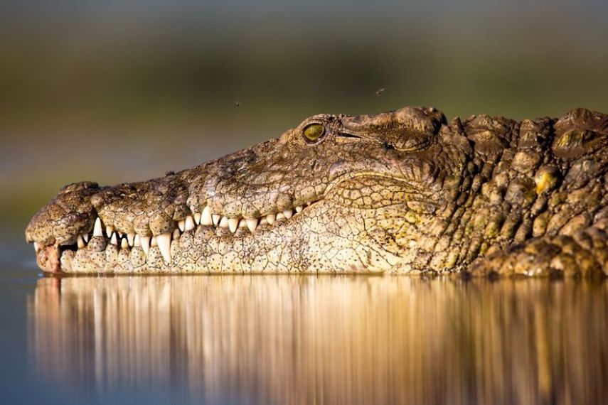 Concurso da National Geographic revela prévia de melhores fotos de natureza