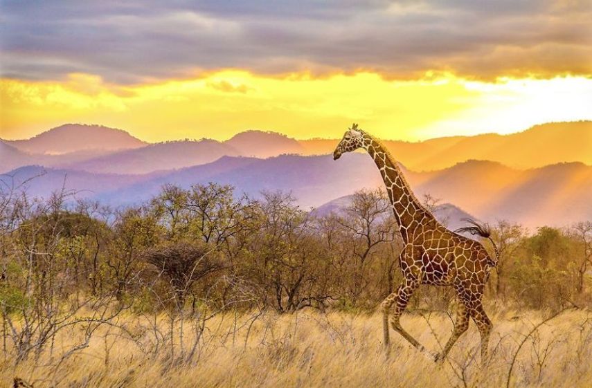 Concurso da National Geographic revela prévia de melhores fotos de natureza