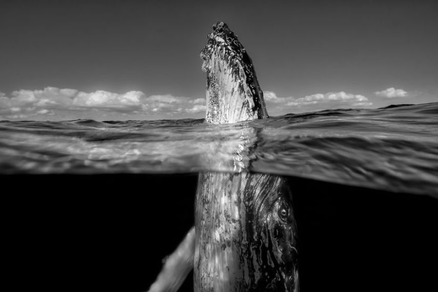 Concurso da National Geographic revela prévia de melhores fotos de natureza