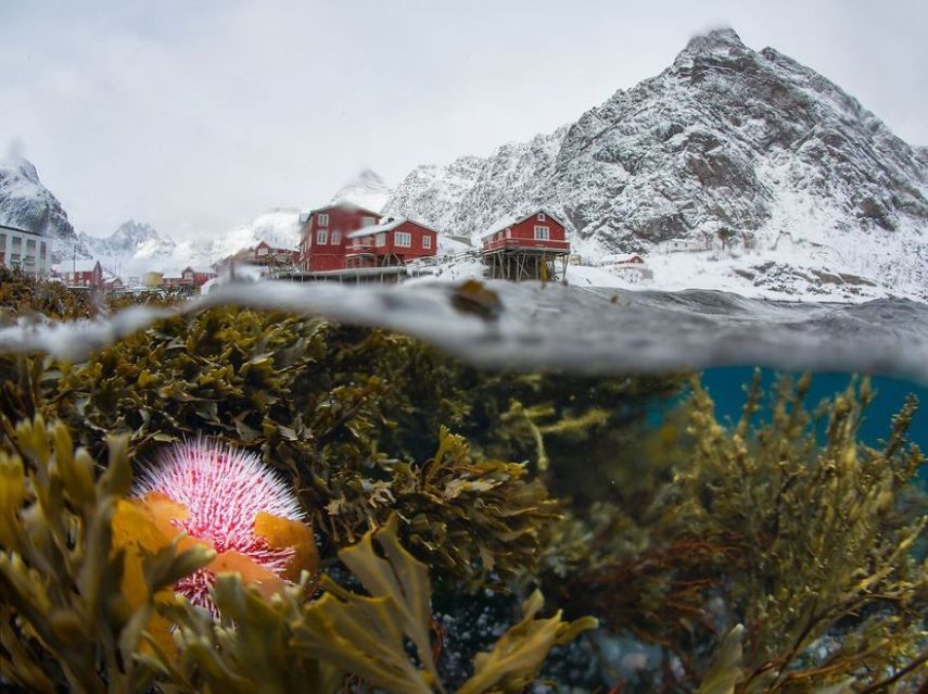Concurso da National Geographic revela prévia de melhores fotos de natureza
