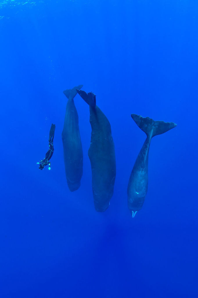 As raras sonecas das baleias duram no máximo meia hora