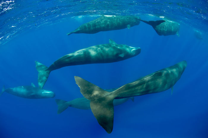 As raras sonecas das baleias duram no máximo meia hora