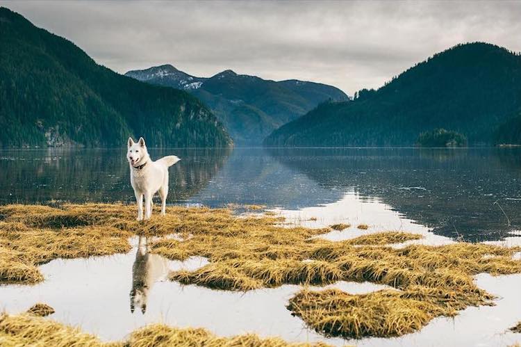 Cachorra resgatada vira modelo e inspiração para fotógrafo canadense